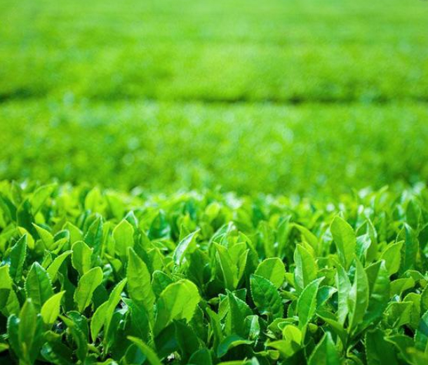 2022第二十五屆中山茶業(yè)博覽會(huì)